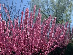 -永定河休闲森林公园