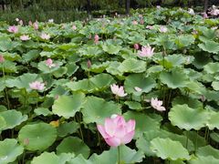-莲花池公园