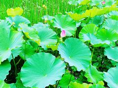 -莲湖公园