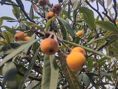 -塘栖枇杷特色园区