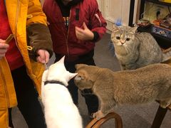 -猫色咖啡·猫咖