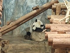 -深圳野生动物园