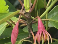 -华侨城湿地公园