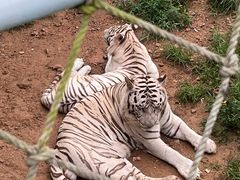-西霞口神雕山野生动物世界