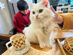 -楼上猫咖(罗湖店)