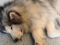 -more than meow吴止猫主题餐厅(承德 中船汇店)