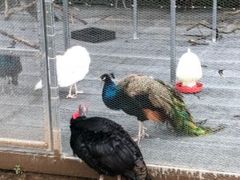 -福建鲤鱼洲酒店