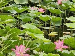 -大兴滨河森林公园