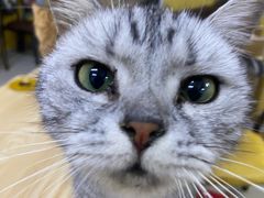 -猫咪咖啡店(新城大街店)