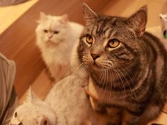 -米乐乖乖猫咪咖啡馆·猫咖(深圳湾后海汇店)
