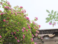 -艺圃