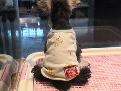 -小尾巴宠物店(万科·金域华庭店)