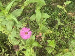 -中国大熊猫保护研究中心雅安碧峰峡基地