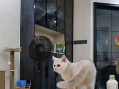 -lincat·猫舍(广州店)
