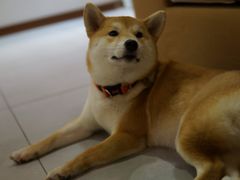 -柴务处·柴犬主题狗咖