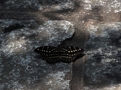 -水濂山森林公园