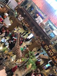 -卡通尼·Safari非洲探索乐园·生日会(金桥国际商业广场店)