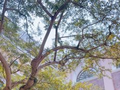 -香港大学