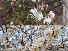 -广州市流溪河国家森林公园