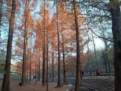 -白水寺森林公园