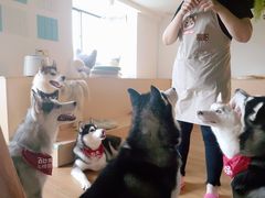 -Husky Go! 哈士奇体验馆·宠物咖啡厅狗咖