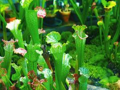 -国家植物园南园