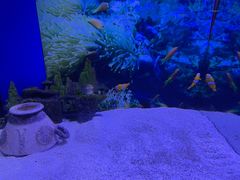 -芜湖新华联大白鲸海洋公园