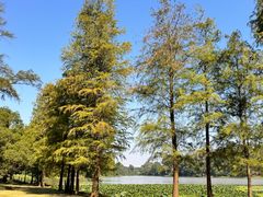 -南宁良凤江国家森林公园