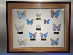 -上海昆虫博物馆