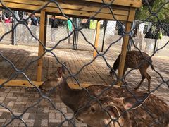 -长白岛森林公园