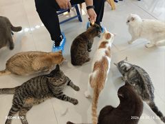 -平行世界·猫咖(首经贸店)