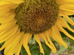 -武汉紫薇都市田园