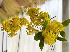 -苹果树下艺术餐厅(通州店)