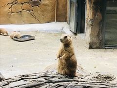 -合肥野生动物园