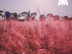 -花博汇(知音花月夜)