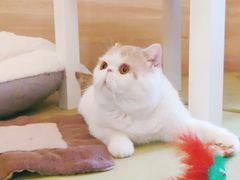 -滚猫咖啡·猫咖·猫友好撸猫(未来城店)