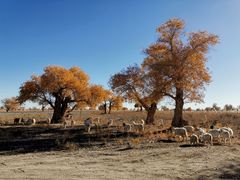 -新疆国际大巴扎