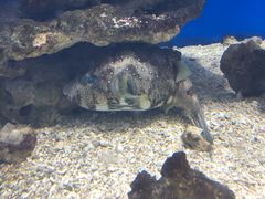 -烟台海昌鲸鲨海洋公园