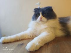 -李小姐の猫咖啡馆(五角场店)