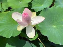 -莲花池公园