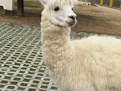 -常州淹城野生动物世界