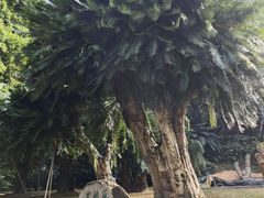 -深圳仙湖植物园
