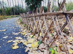 -溱湖国家湿地公园