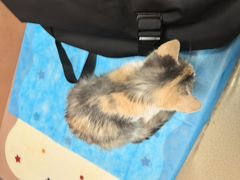 -乖乖宠物医院·猫科·骨科·24小时(云岗分院)