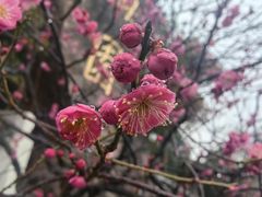 -无锡梅园公园