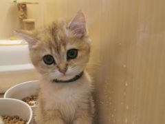 -momokira米努特·德文卷毛猫·棉花面纱犬