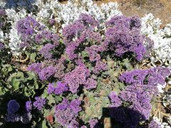 -墨尔本皇家植物园