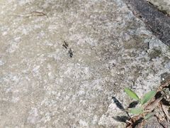 -火炉山森林公园