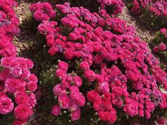 -上海鲜花港