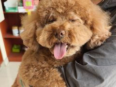 -艾贝尔宠物医院 ·内科全科(梁溪路店)